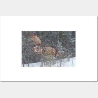 Through the Snow - Great Grey Owl Posters and Art